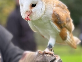 Customer Photo of Birds of Prey Staffordshire